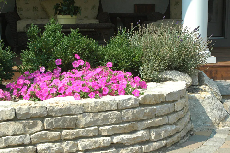 Curved dry-laid limestone planter wall full of pink petunias beside a covered porch